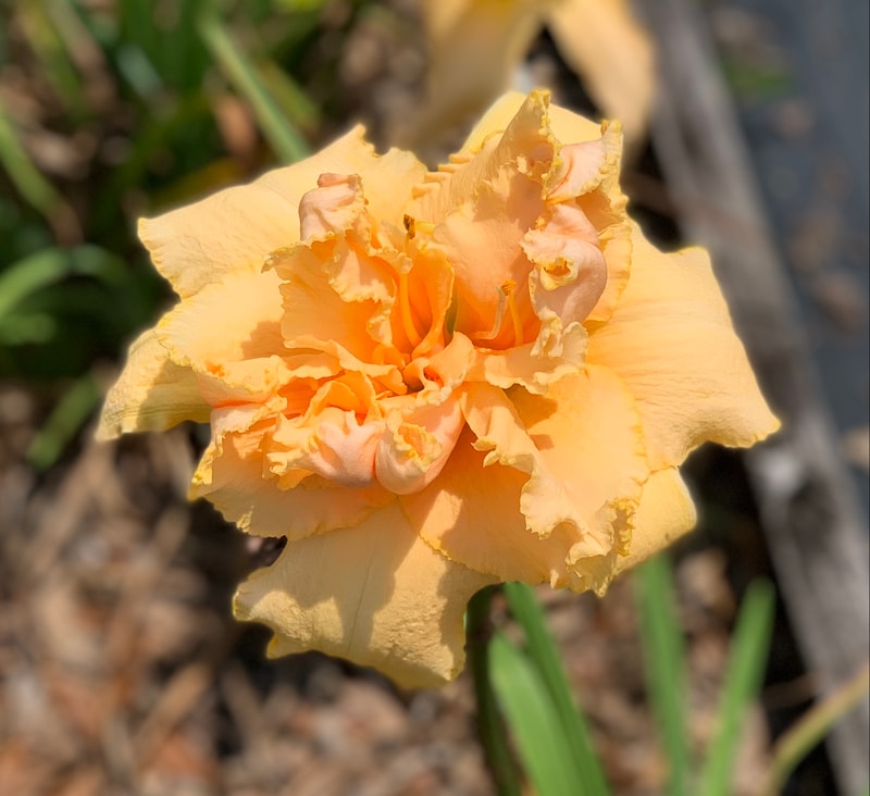 Peach Bouquet from RollingOaksDaylilies