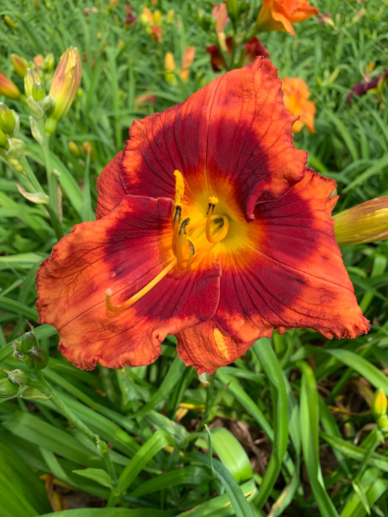 Crimson Ember from RollingOaksDaylilies