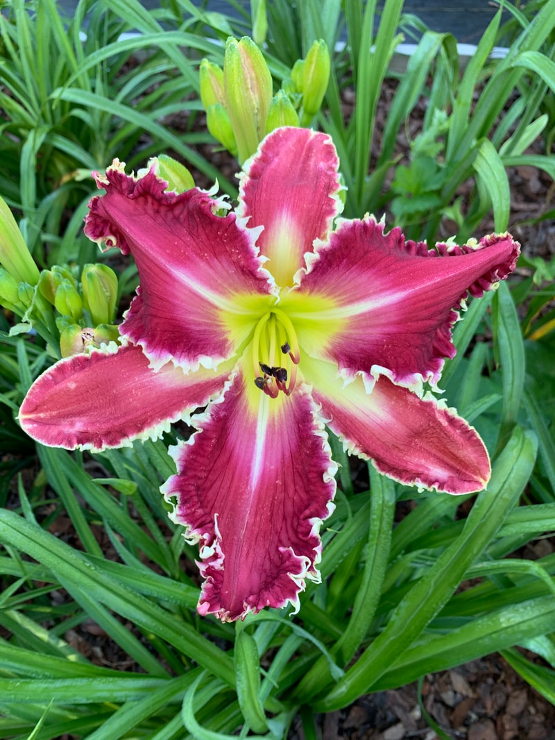 Sirius Star from RollingOaksDaylilies