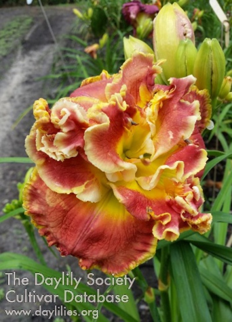 Lily Farm Nod to the Mentor from Example