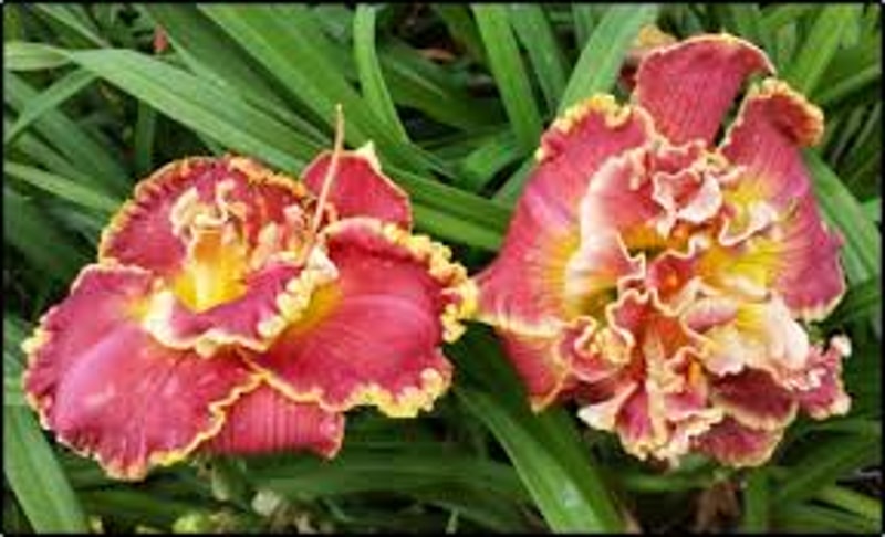 Lily Farm Nod to the Mentor from Example