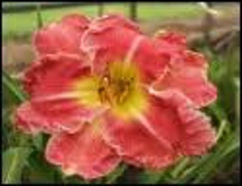 Lily Farm Nod to the Mentor from Example