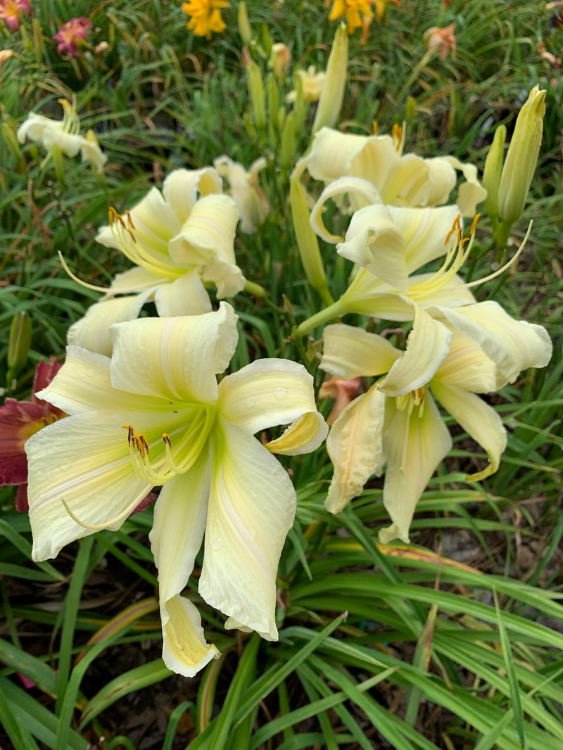 Rolling Oaks Coconut Twist from RollingOaksDaylilies