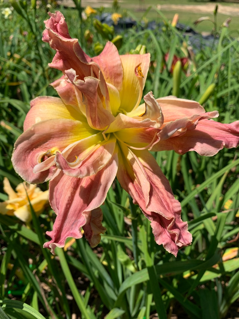 Rolling Oaks Cover Girl from RollingOaksDaylilies