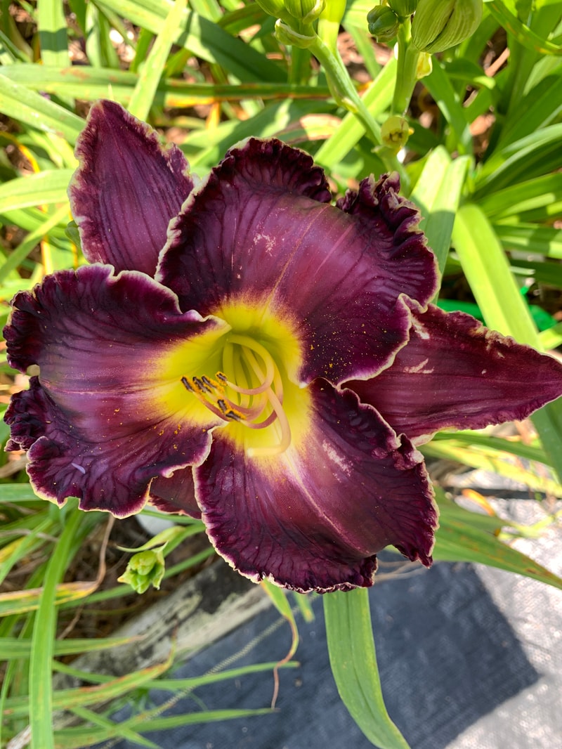20-44 daylily bloom