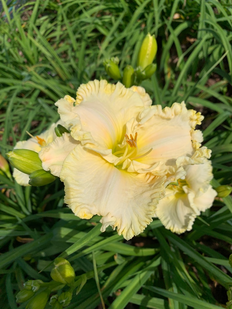 Rolling Oaks Coconut Island from RollingOaksDaylilies