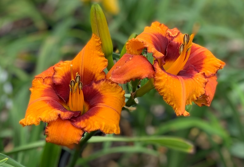 Spacecoast Free Bird from RollingOaksDaylilies