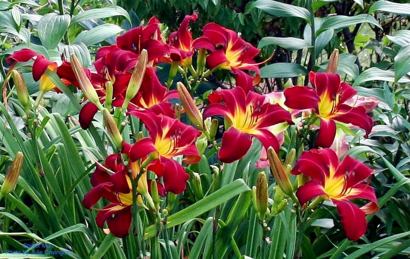 Spider Man from RollingOaksDaylilies