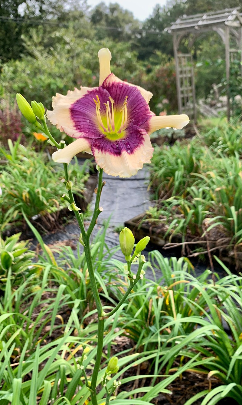 Twitter Bug from RollingOaksDaylilies