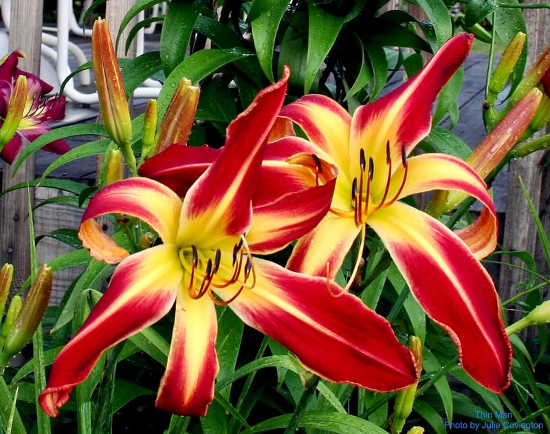 Thin Man from RollingOaksDaylilies