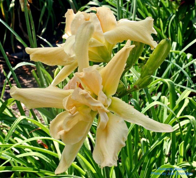Fluttering Beauty from RollingOaksDaylilies