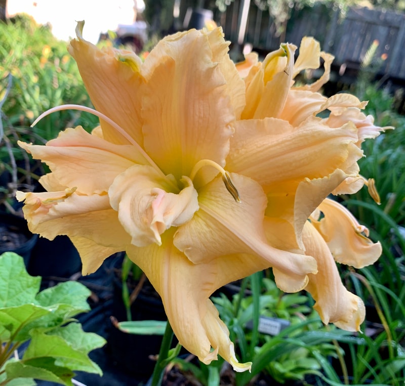 The Big Crab from RollingOaksDaylilies