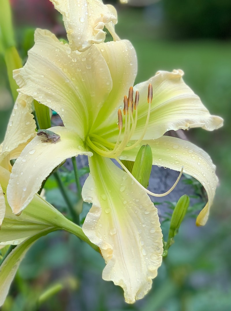 Makon Cline from RollingOaksDaylilies