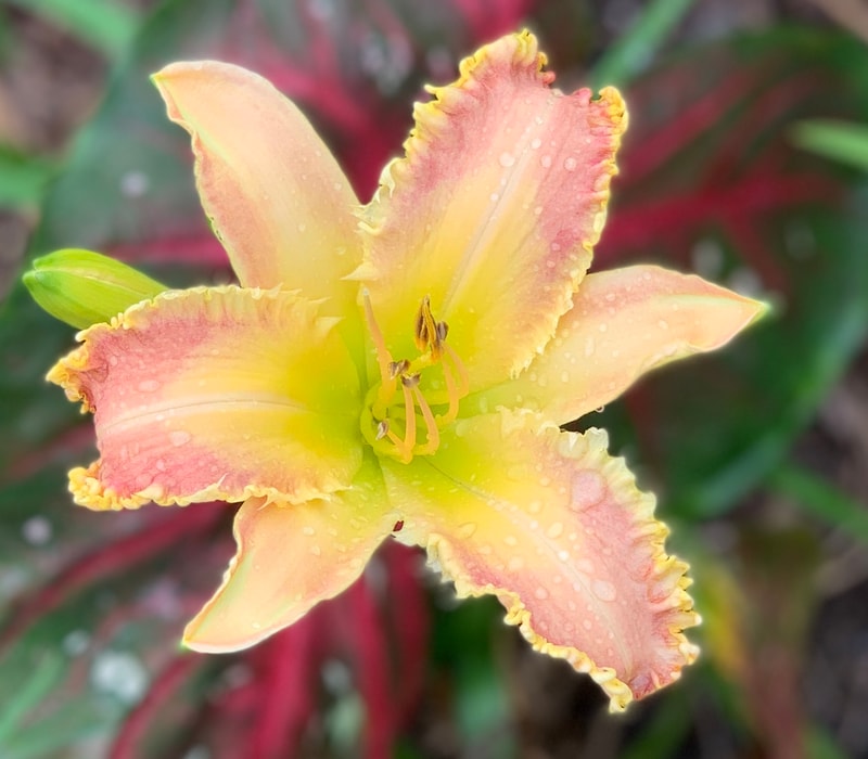 Wolverine from RollingOaksDaylilies