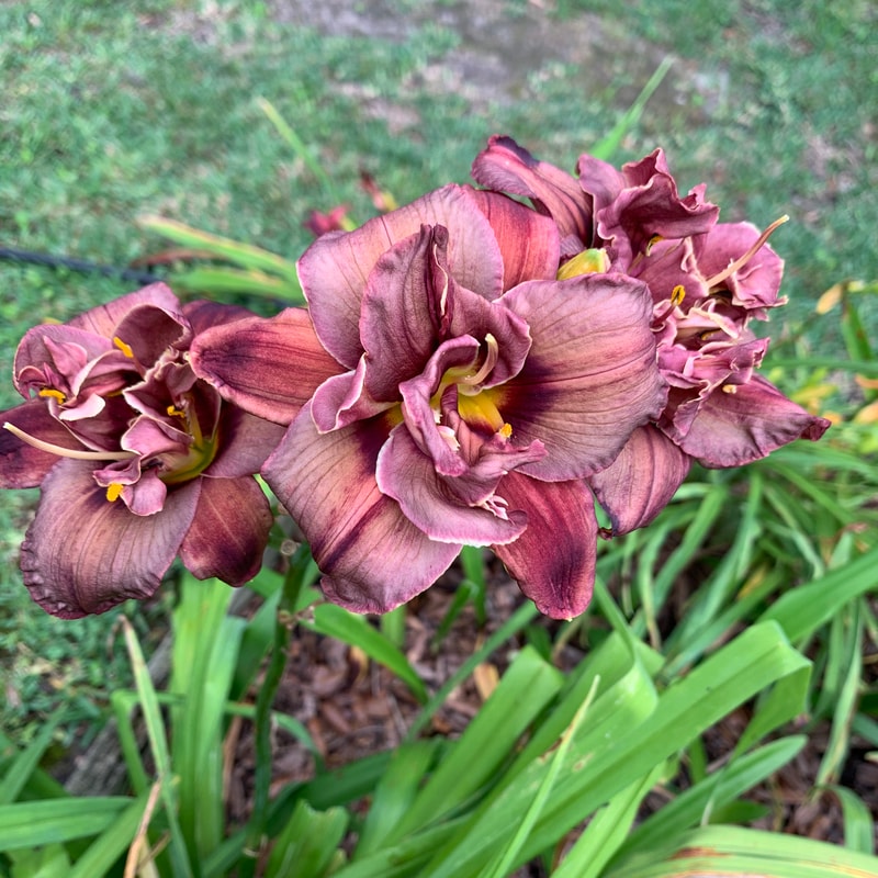 Simply Mauvelous from RollingOaksDaylilies