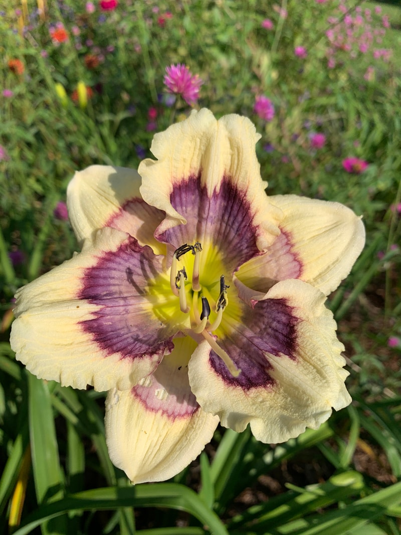 Dime Store Magic from RollingOaksDaylilies