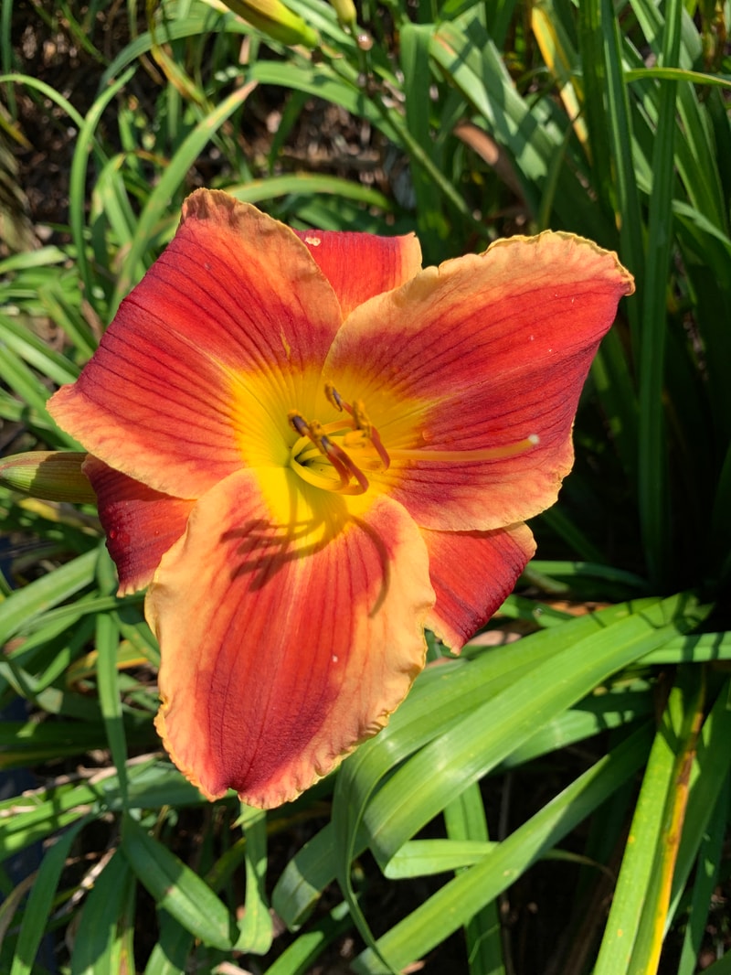 Street Urchin from RollingOaksDaylilies