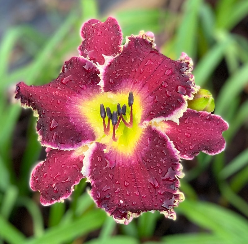 Spacecoast Tasmanian Devil from RollingOaksDaylilies