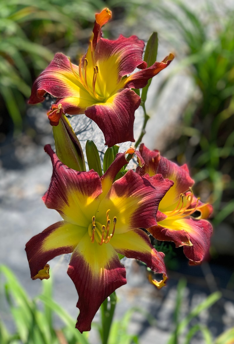 Rolling Oaks Star Girl from RollingOaksDaylilies