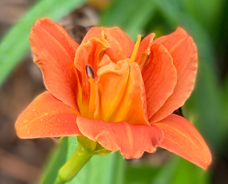 Marty DeBolt from RollingOaksDaylilies