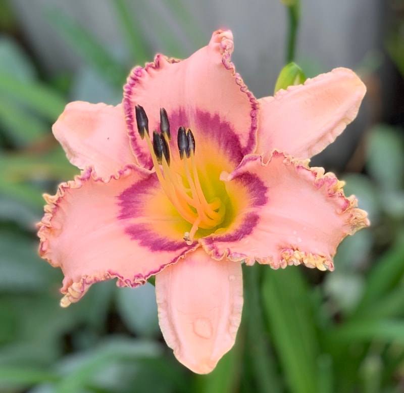 Prickled Petals from RollingOaksDaylilies