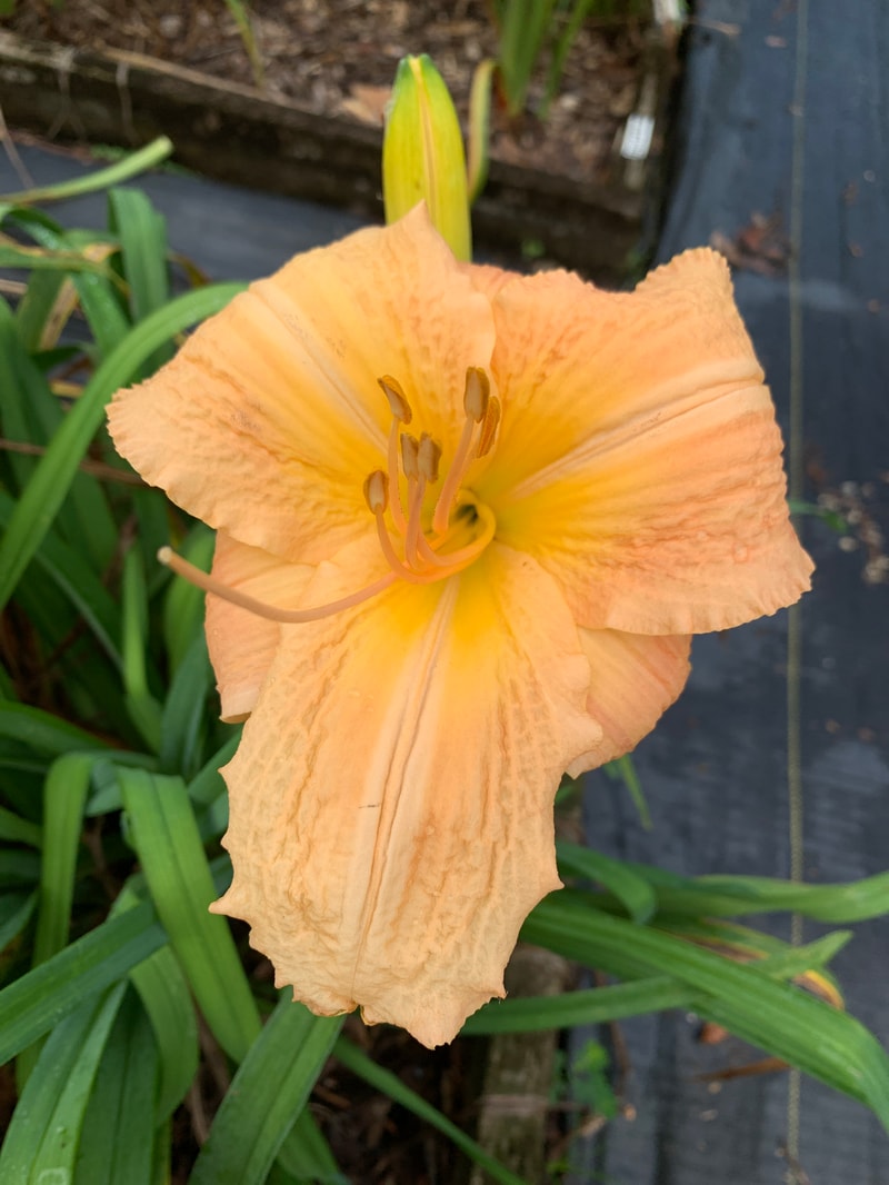 Anna Marie Concerto from RollingOaksDaylilies