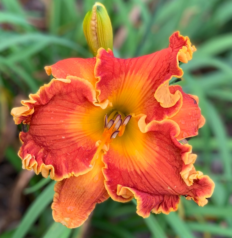 Spacecoast Francis Busby from RollingOaksDaylilies