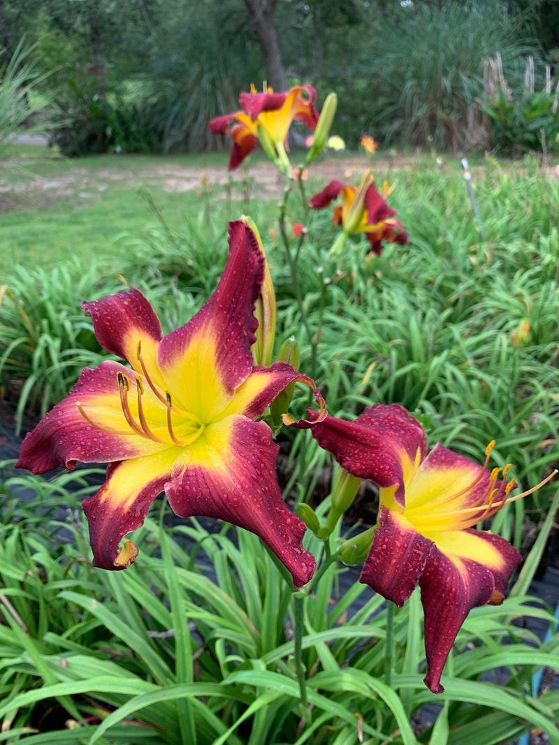 Rolling Oaks Star Girl from RollingOaksDaylilies