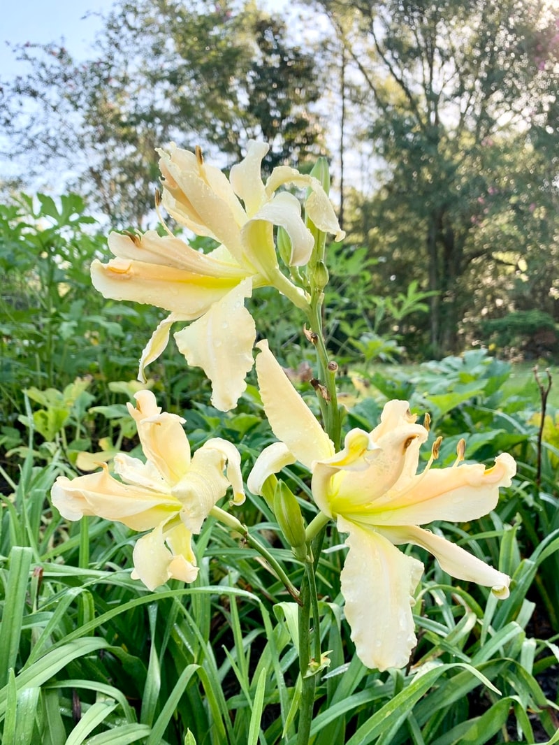 Rolling Oaks Double Ivory from RollingOaksDaylilies