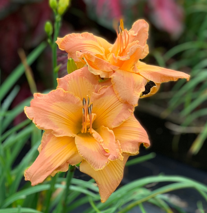 Big Fuss from RollingOaksDaylilies