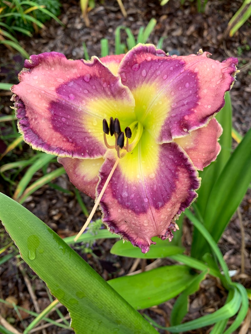 God Save The Queen from RollingOaksDaylilies