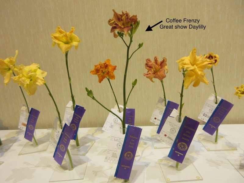 Coffee Frenzy from RollingOaksDaylilies