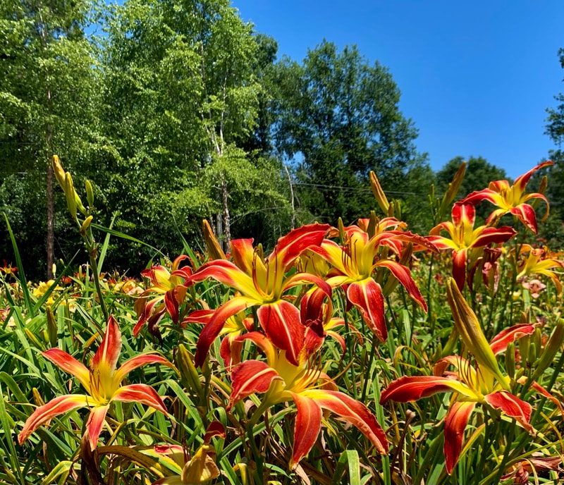 Thin Man from RollingOaksDaylilies