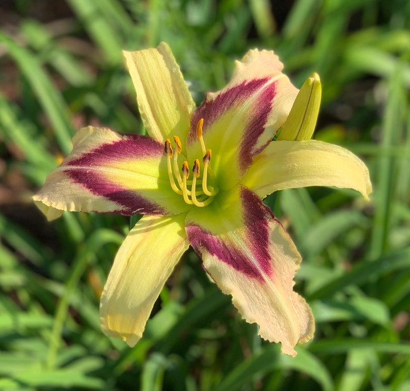 So Many Stars from RollingOaksDaylilies