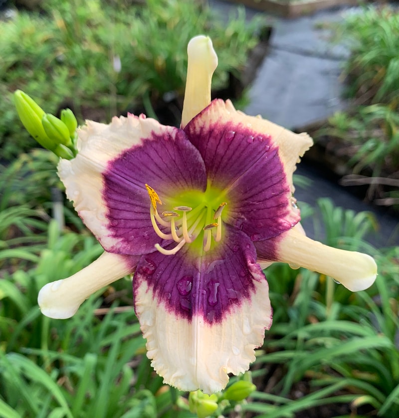 Twitter Bug from RollingOaksDaylilies