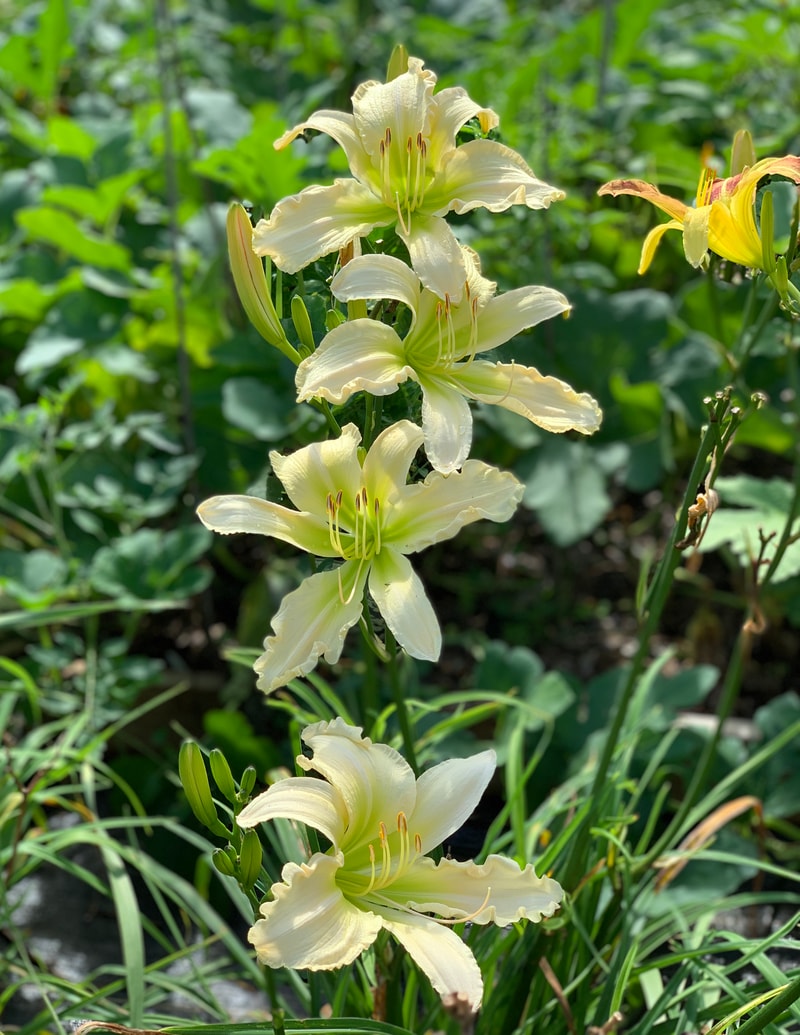 Makon Cline from RollingOaksDaylilies