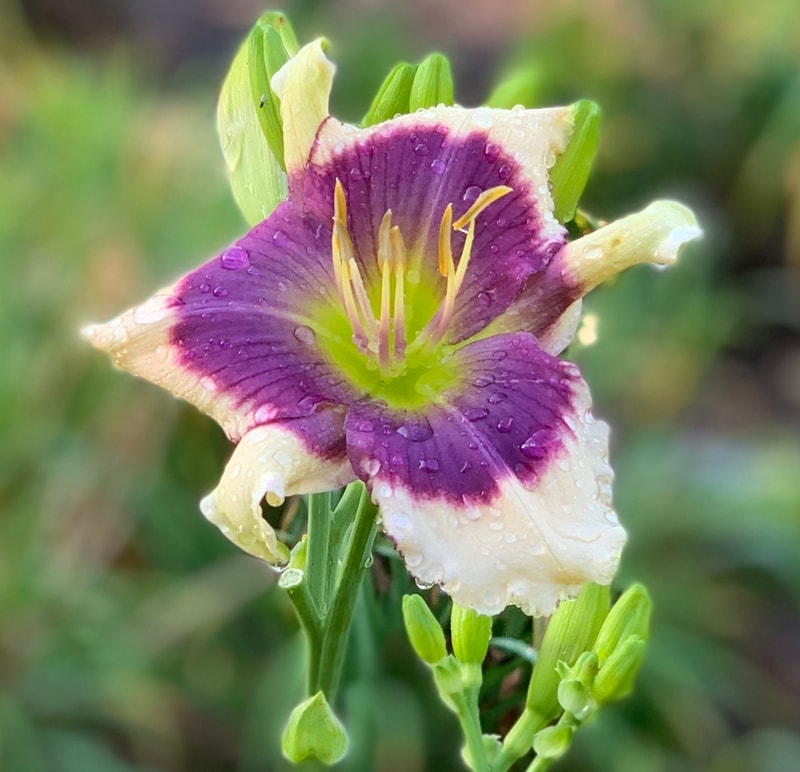 Twitter Bug from RollingOaksDaylilies