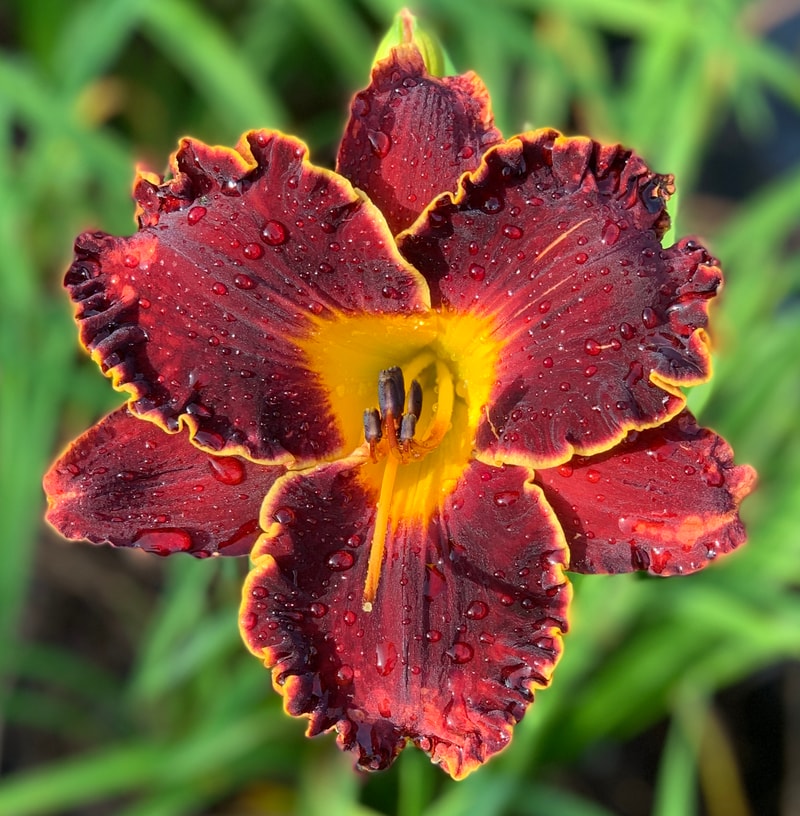 Spacecoast Dark Obsession from RollingOaksDaylilies