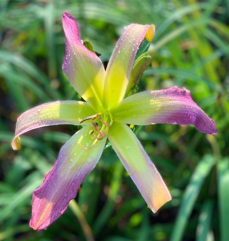 Bali Watercolor from RollingOaksDaylilies