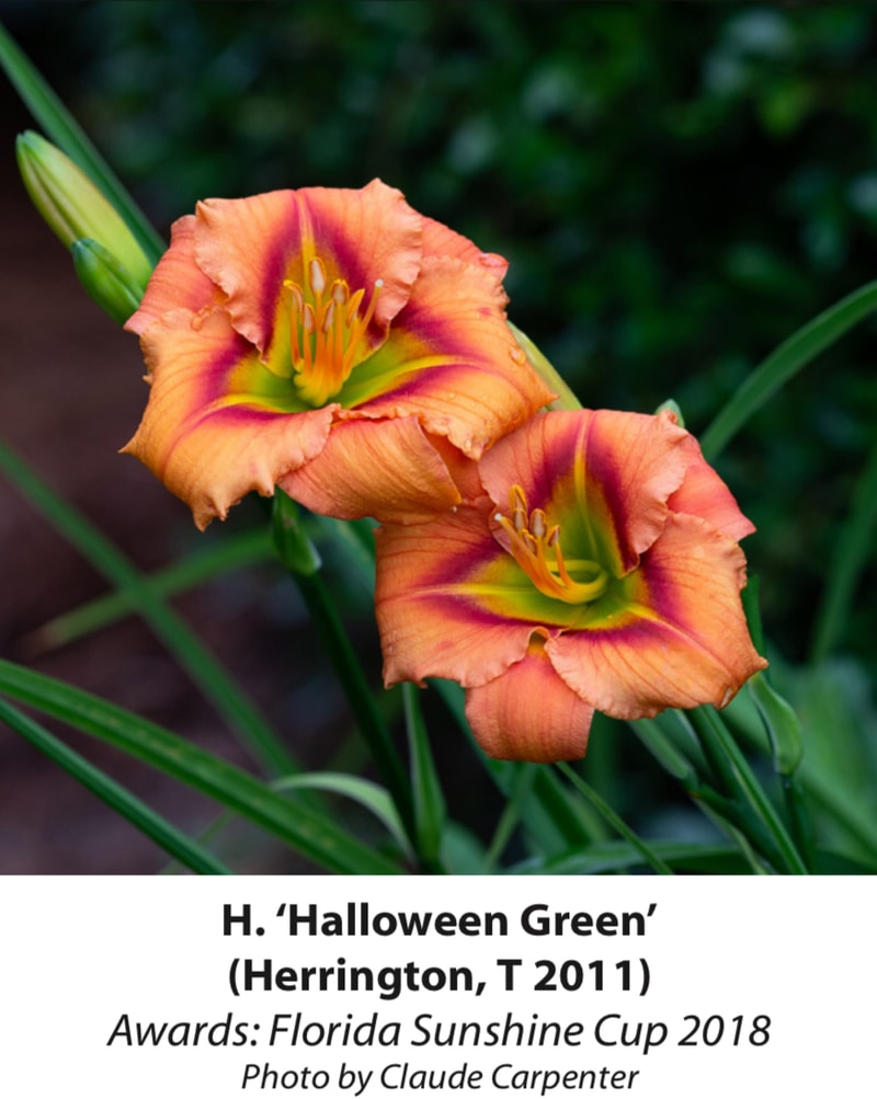 Halloween Green from RollingOaksDaylilies