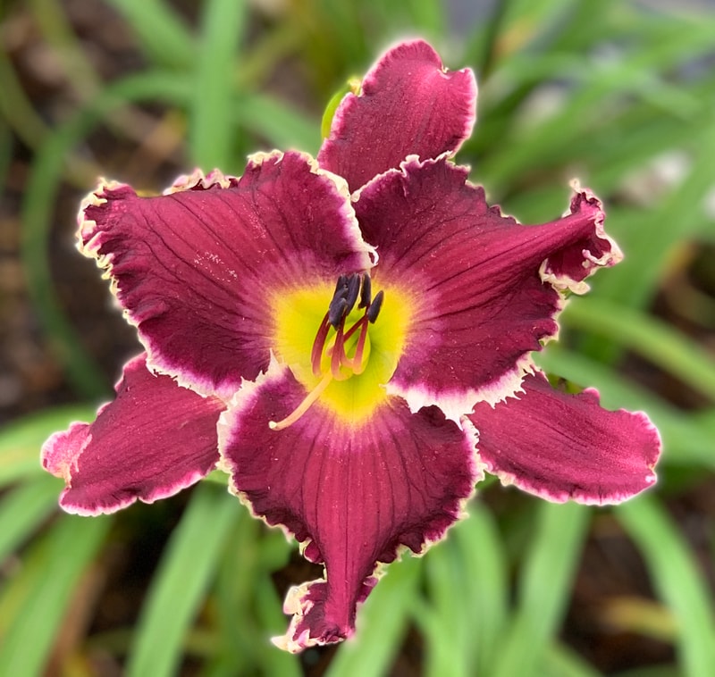 Spacecoast Tasmanian Devil from RollingOaksDaylilies