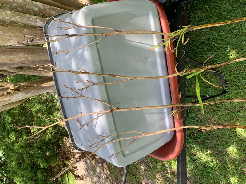 Makon Cline from RollingOaksDaylilies