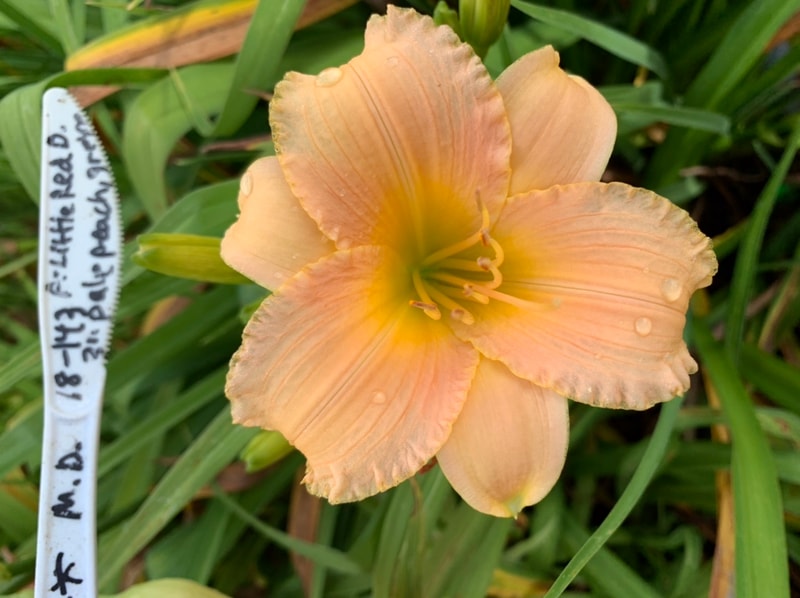 Millions of Peaches from RollingOaksDaylilies