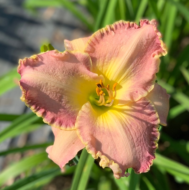 Hot Springs Hottie from RollingOaksDaylilies