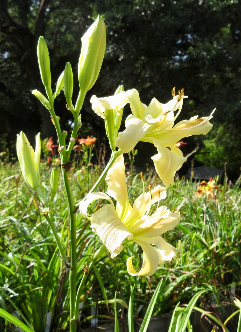 Rolling Oaks Double Ivory from RollingOaksDaylilies