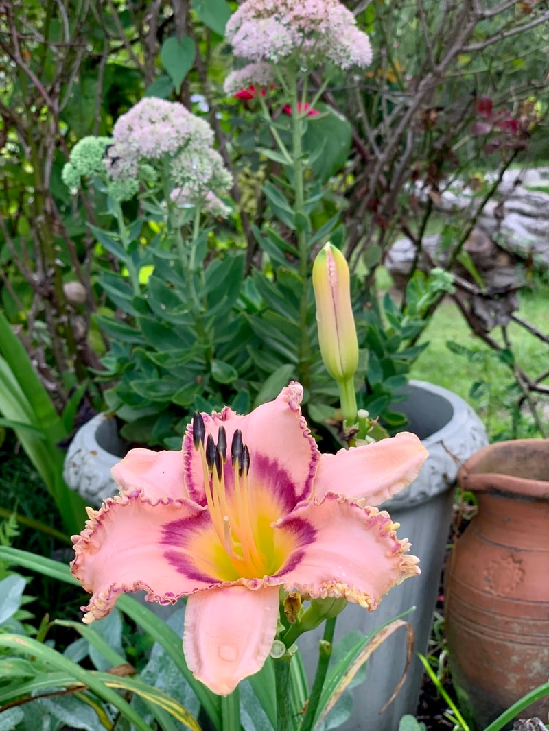 Prickled Petals from RollingOaksDaylilies