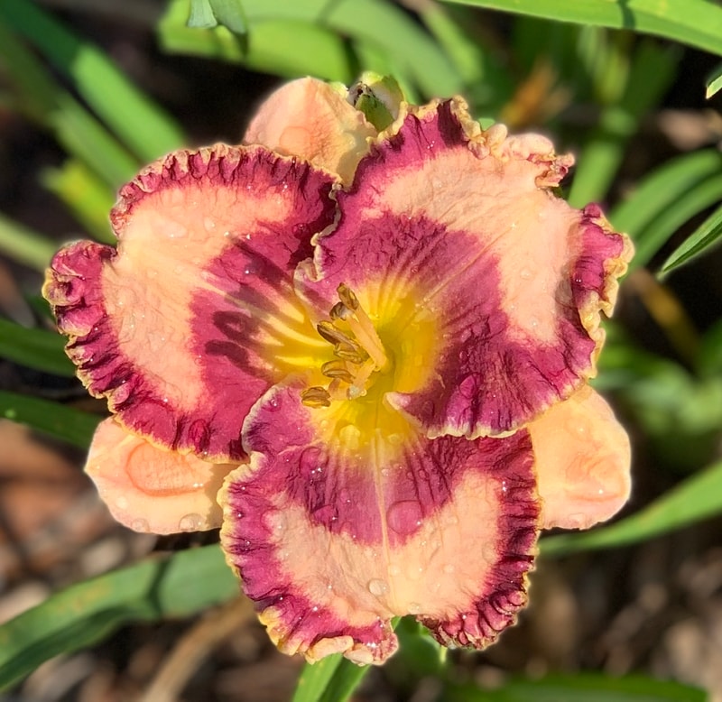 Written on the Wind from RollingOaksDaylilies