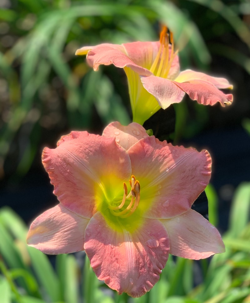 Best Kept Secret from RollingOaksDaylilies