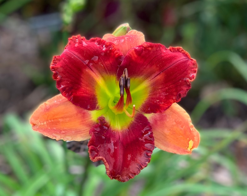 Holiday Flourish from RollingOaksDaylilies