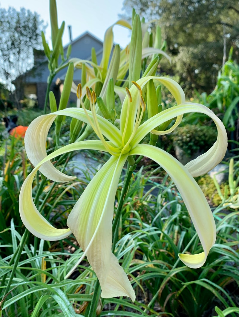 Skinwalker from RollingOaksDaylilies